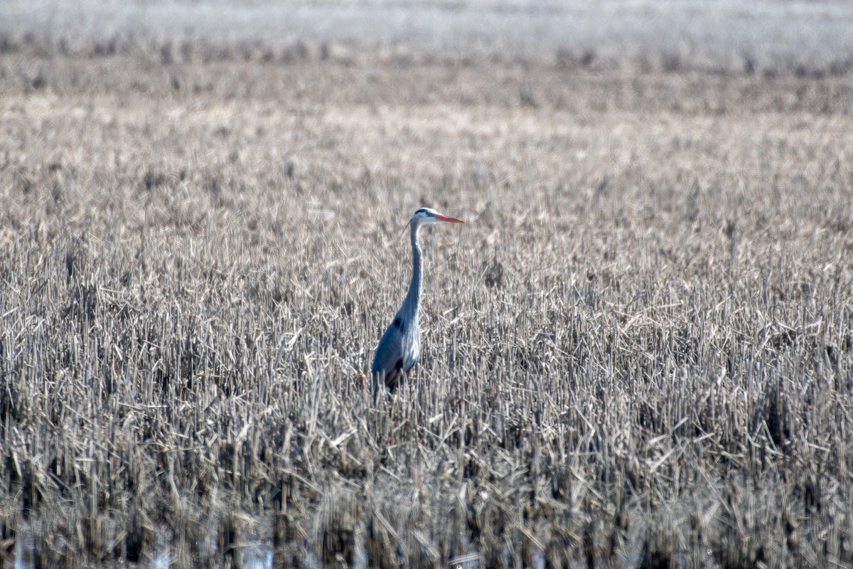 Great Blue Heron - Cody Massery