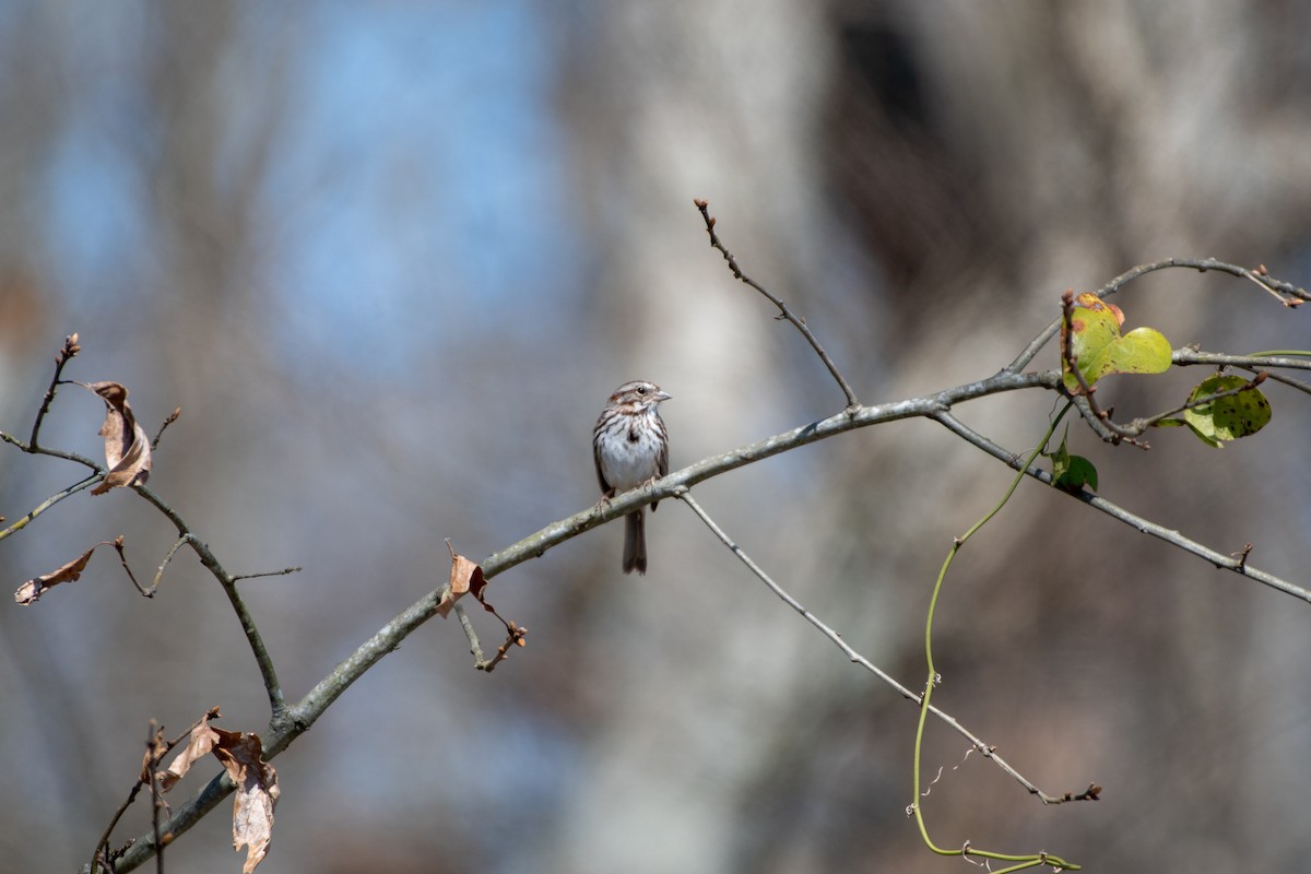 Song Sparrow - ML146699961