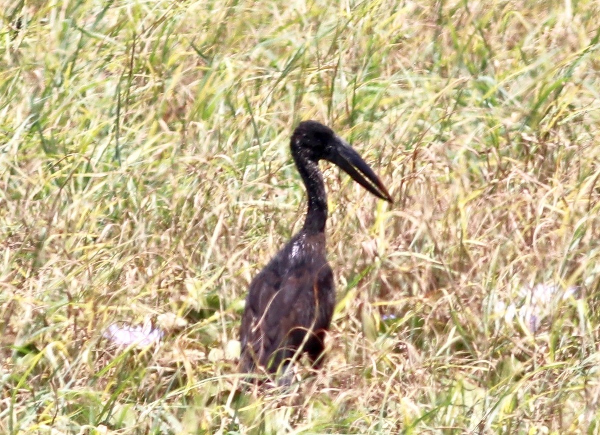 African Openbill - Charlie   Nims