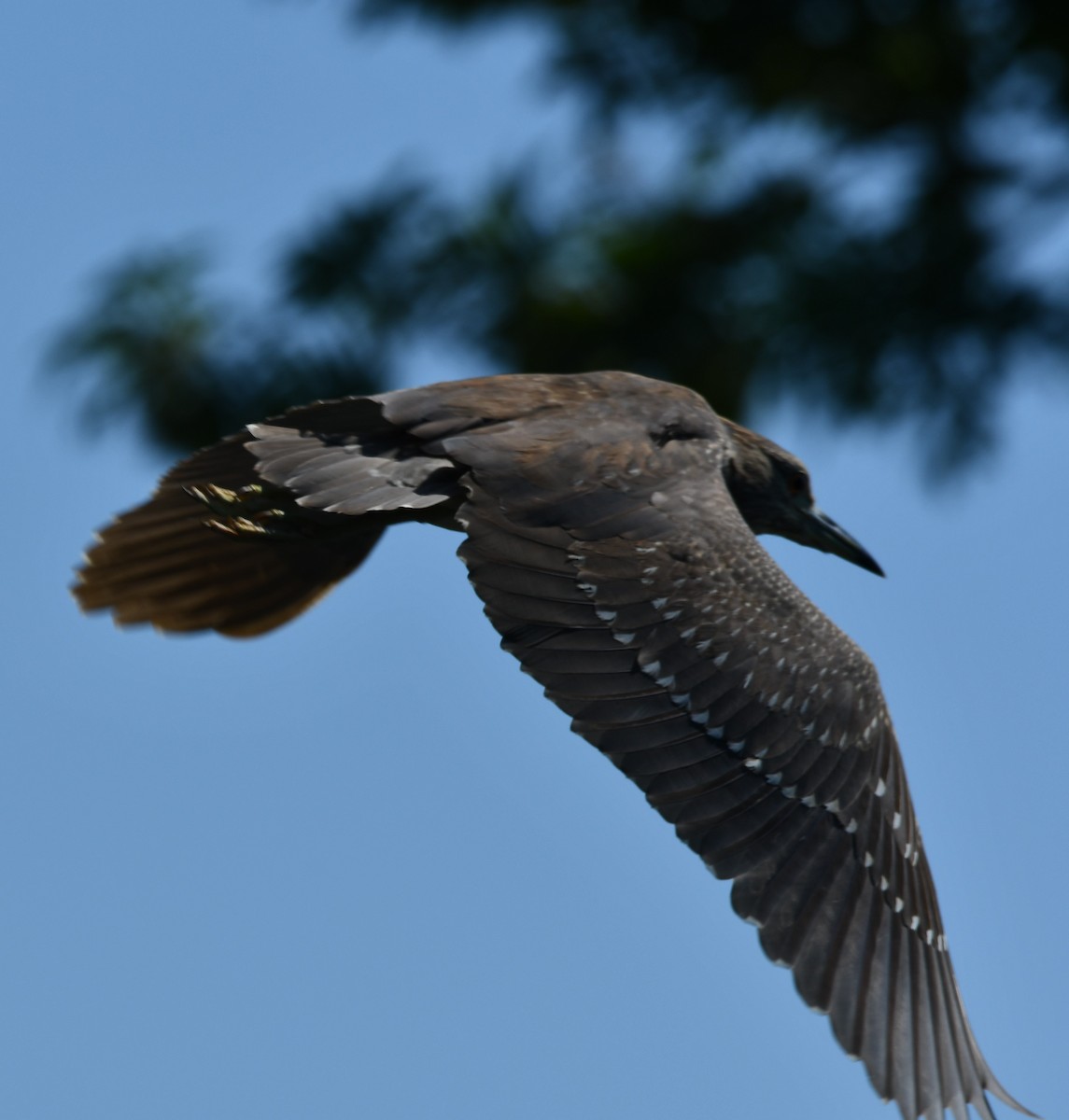 Black-crowned Night Heron - ML146701541