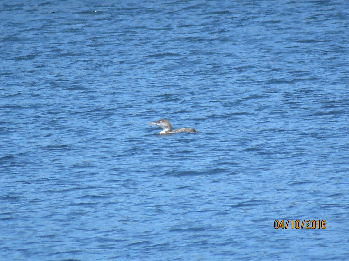 Common Loon - ML146702291