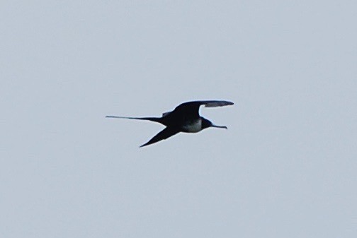 Magnificent Frigatebird - ML146702411