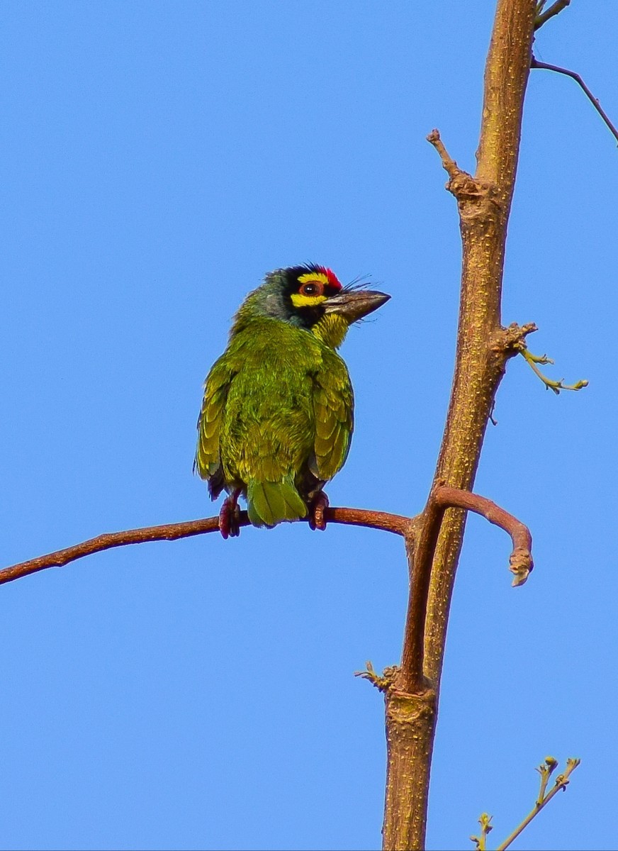 Coppersmith Barbet - ML146703971