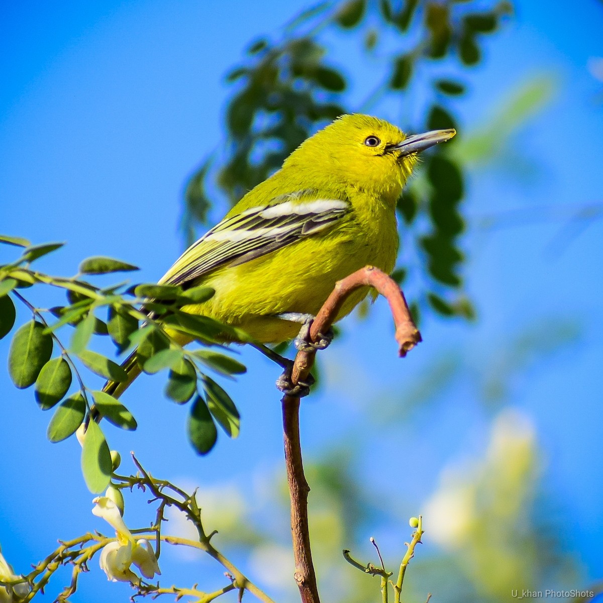 Common Iora - ML146704271