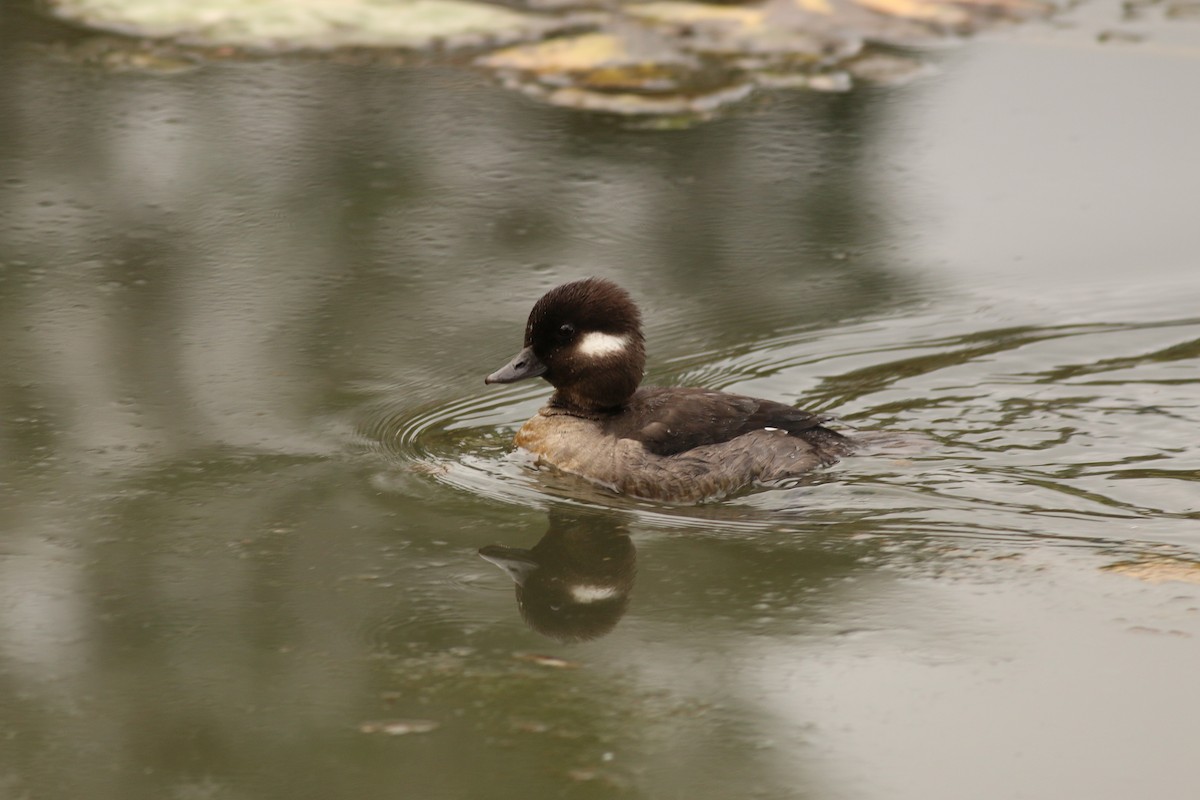 Bufflehead - ML146704671