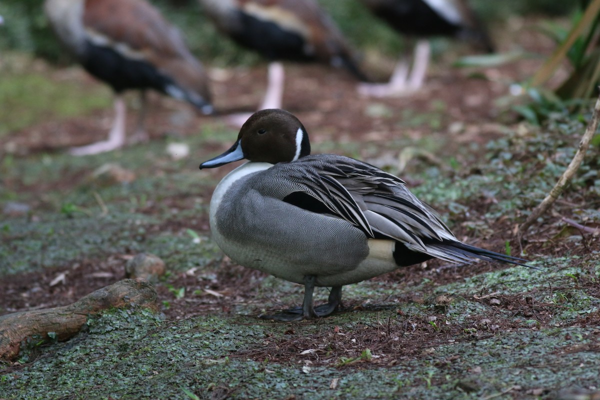 Northern Pintail - ML146705361
