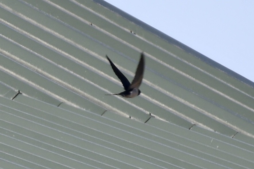 Barn Swallow - ML146706661