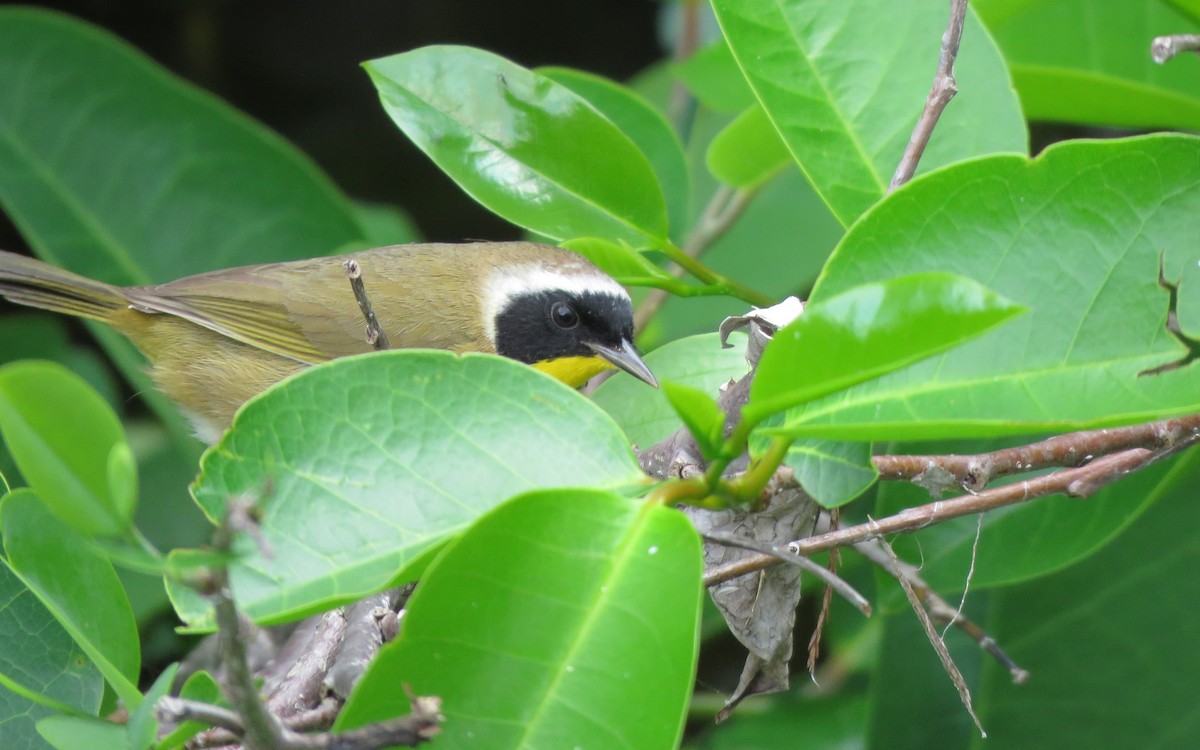 Common Yellowthroat - ML146707841