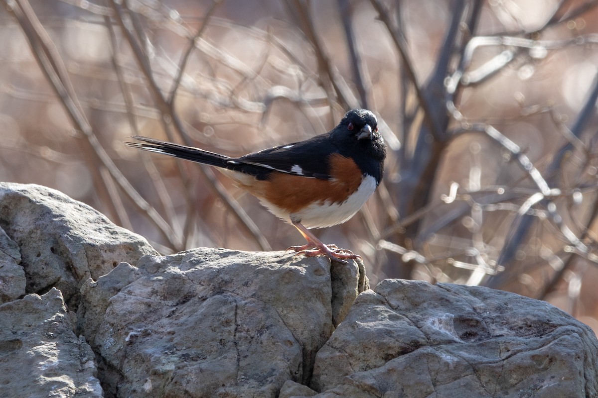 Eastern Towhee - ML146708141