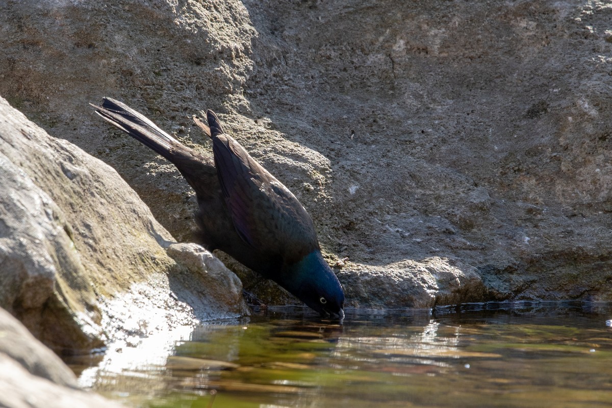 Common Grackle - Cameron Collins