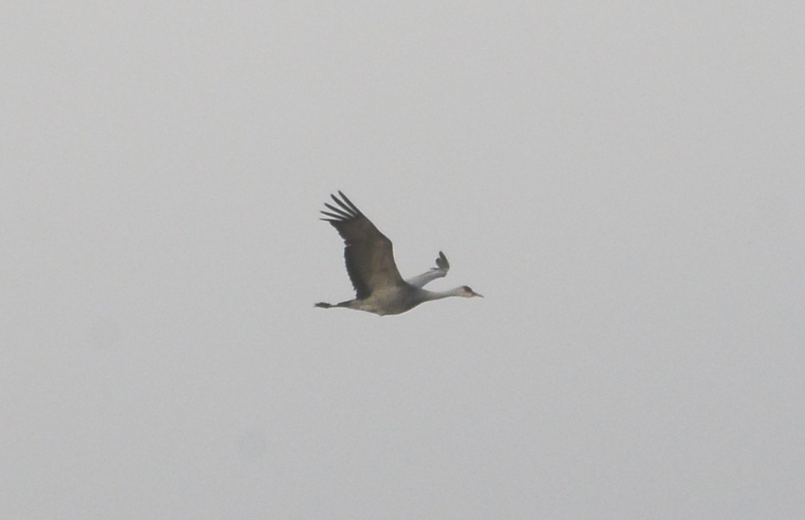 Sandhill Crane - ML146708501