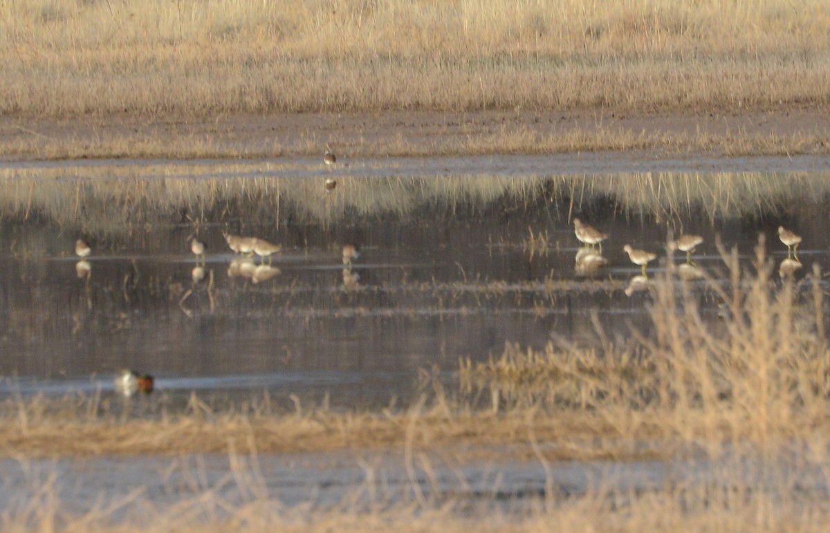 Long-billed Dowitcher - ML146708531