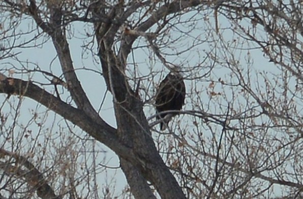 Bald Eagle - ML146708561