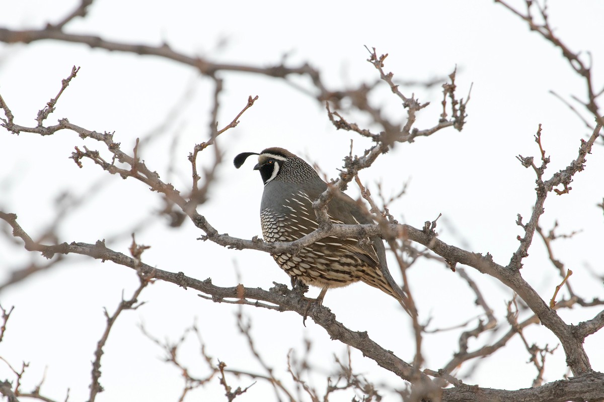 California Quail - ML146712131