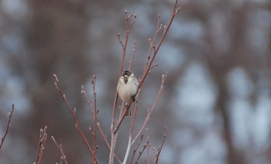 Reed Bunting - ML146712251