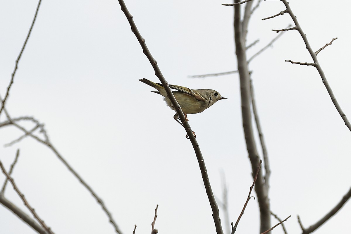 Ruby-crowned Kinglet - Lawrence Haller