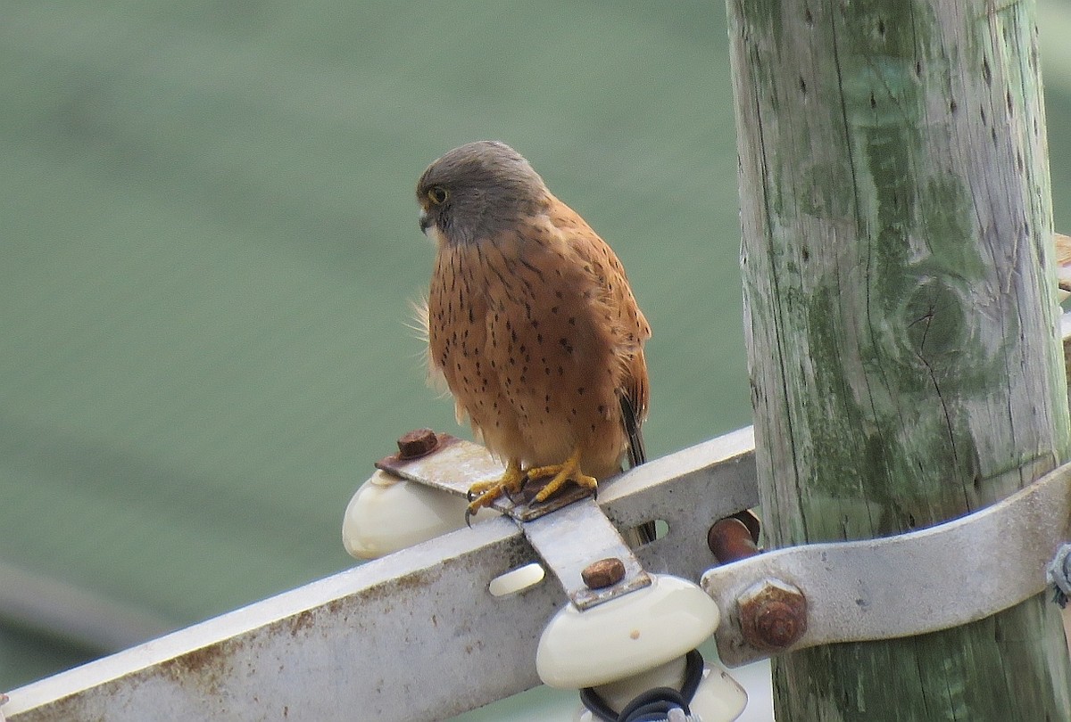 Rock Kestrel - ML146714201