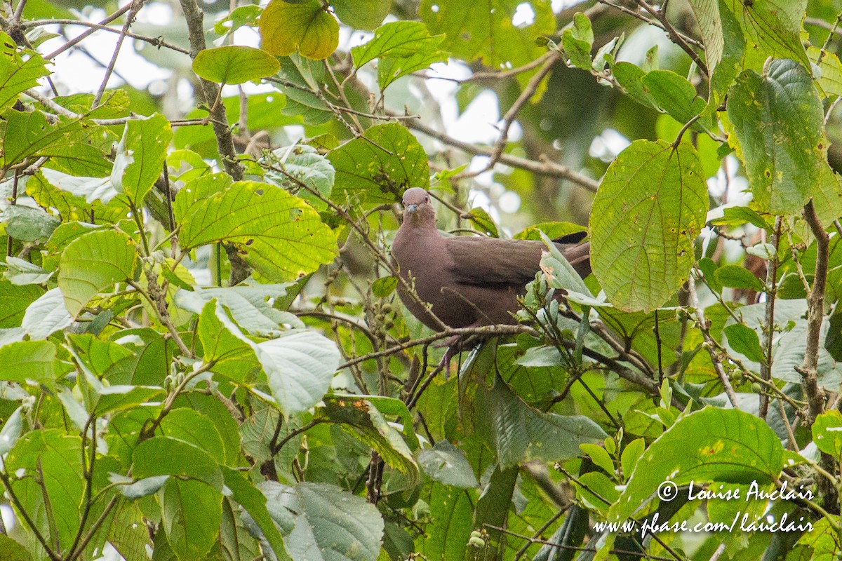 Ruddy Pigeon - ML146714621