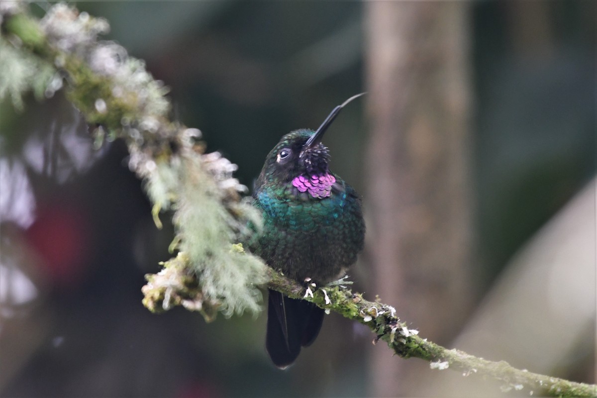 Tourmaline Sunangel - Liz Harper