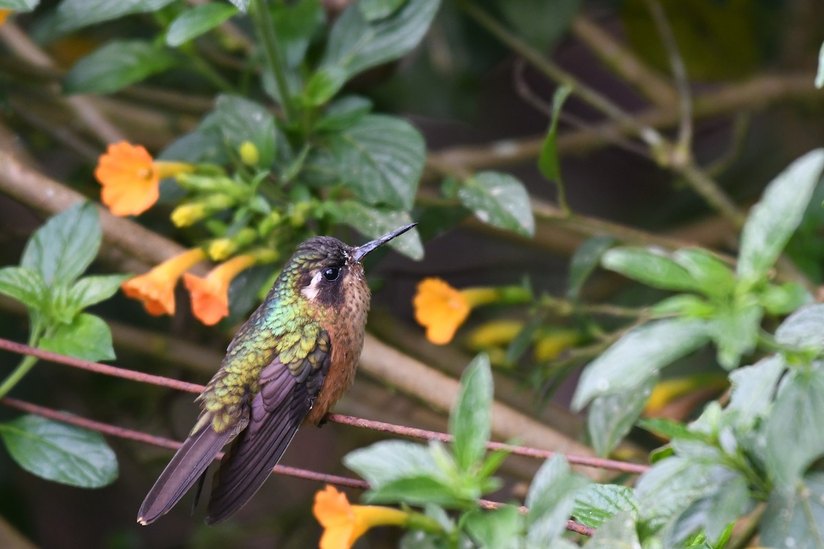 Speckled Hummingbird - ML146714841