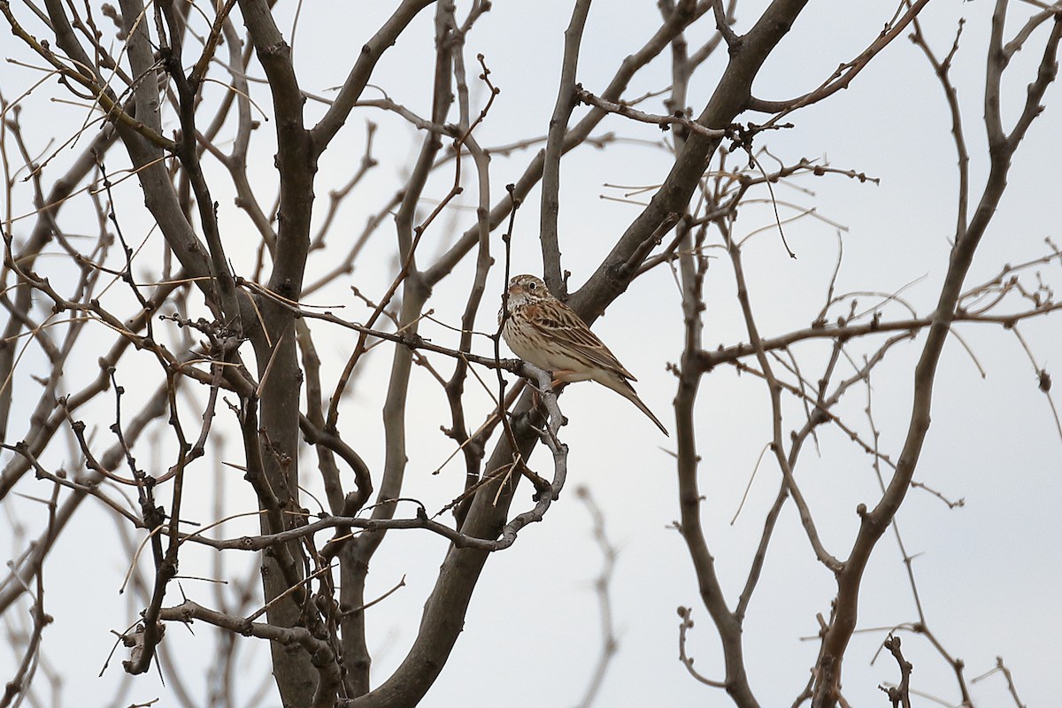 Vesper Sparrow - Lawrence Haller