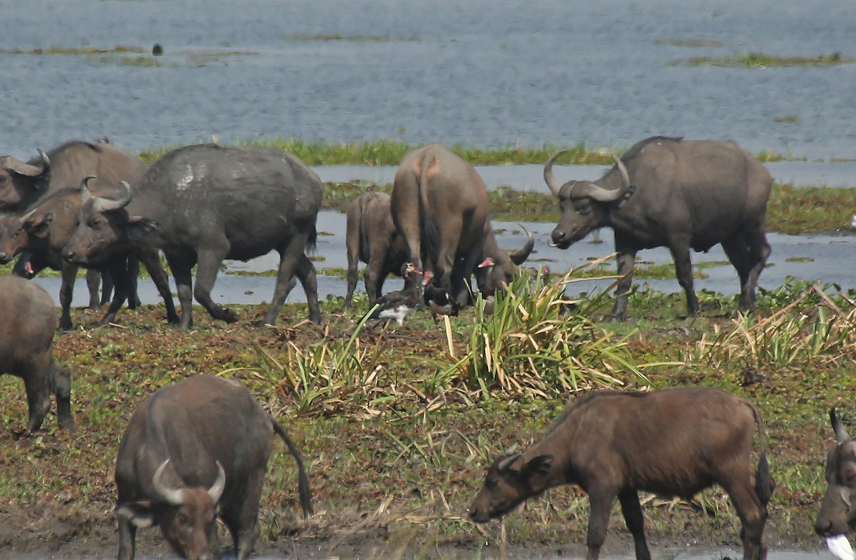 Spur-winged Goose - ML146715531