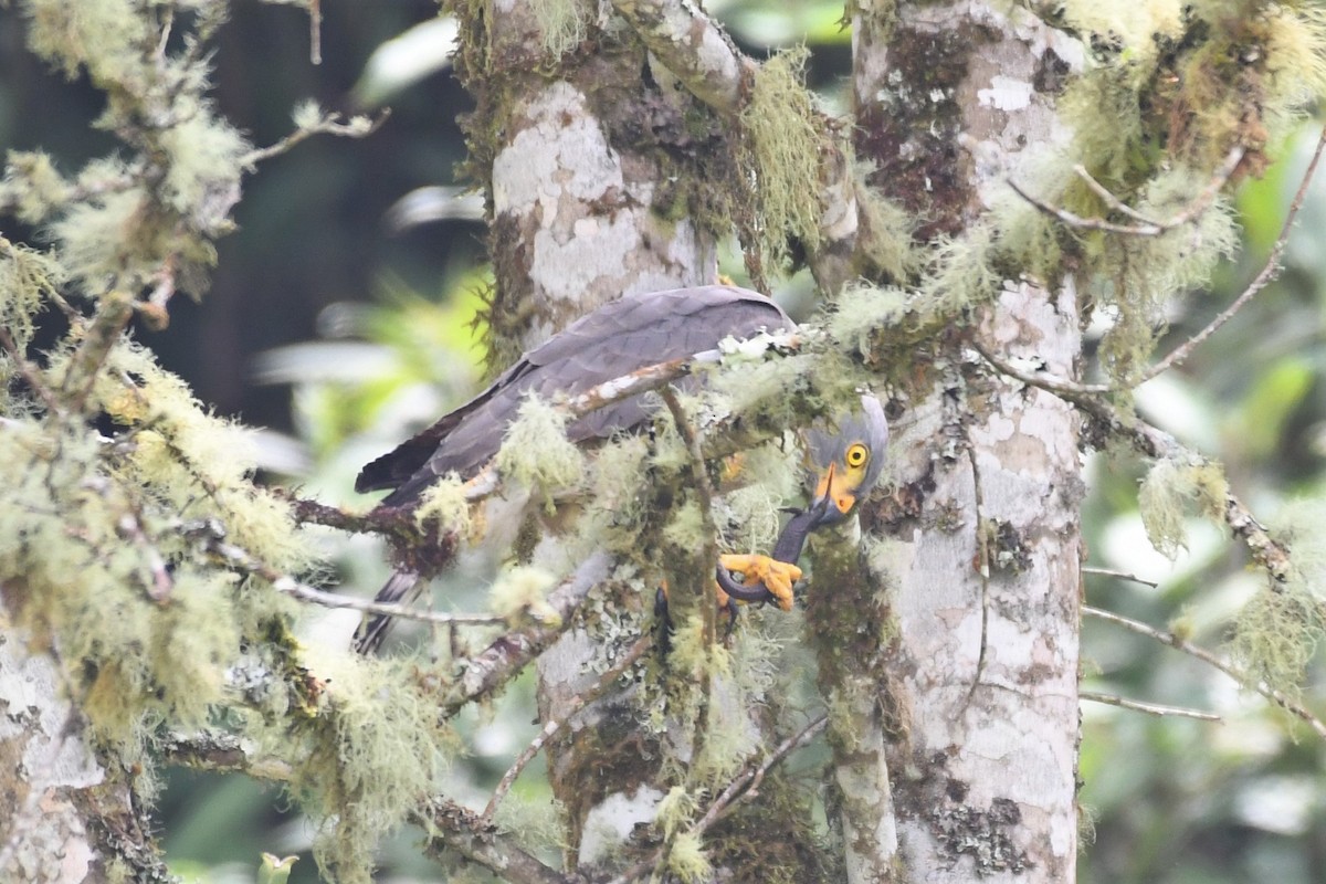 Roadside Hawk - ML146715911