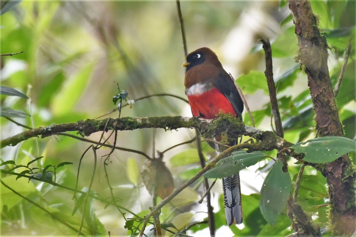 Masked Trogon - ML146716201