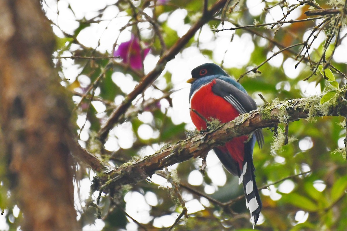 Masked Trogon - Liz Harper