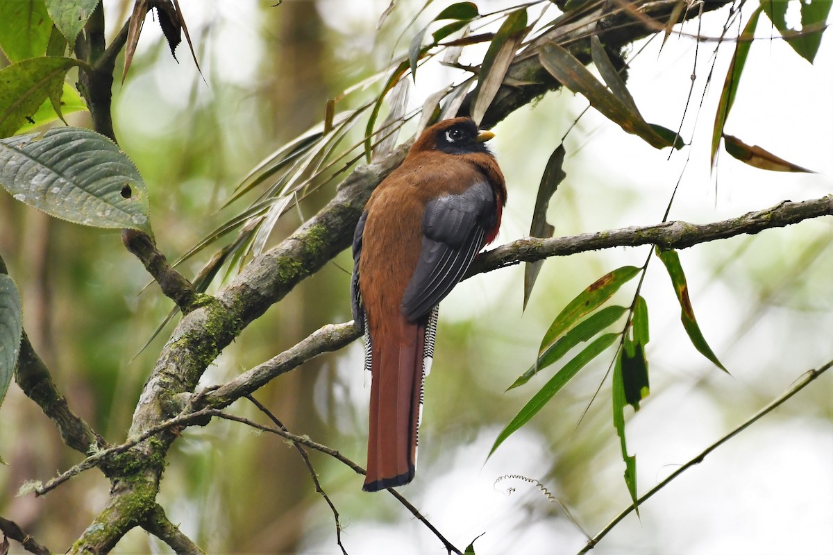 Masked Trogon - ML146716231