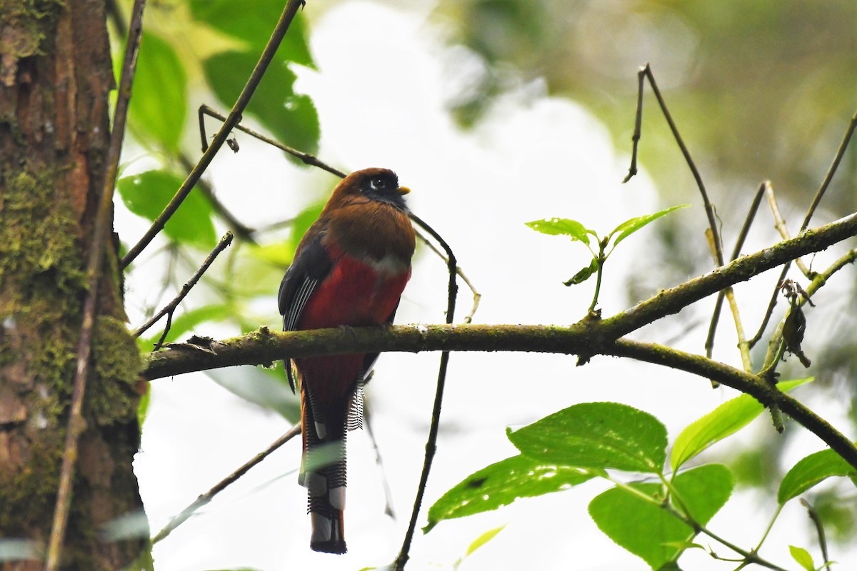 Masked Trogon - ML146716251