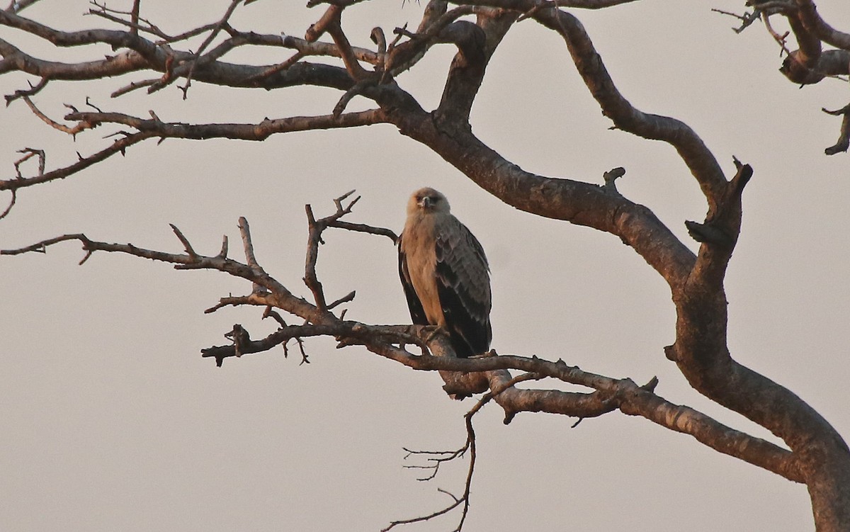 Tawny Eagle - Paul Chapman