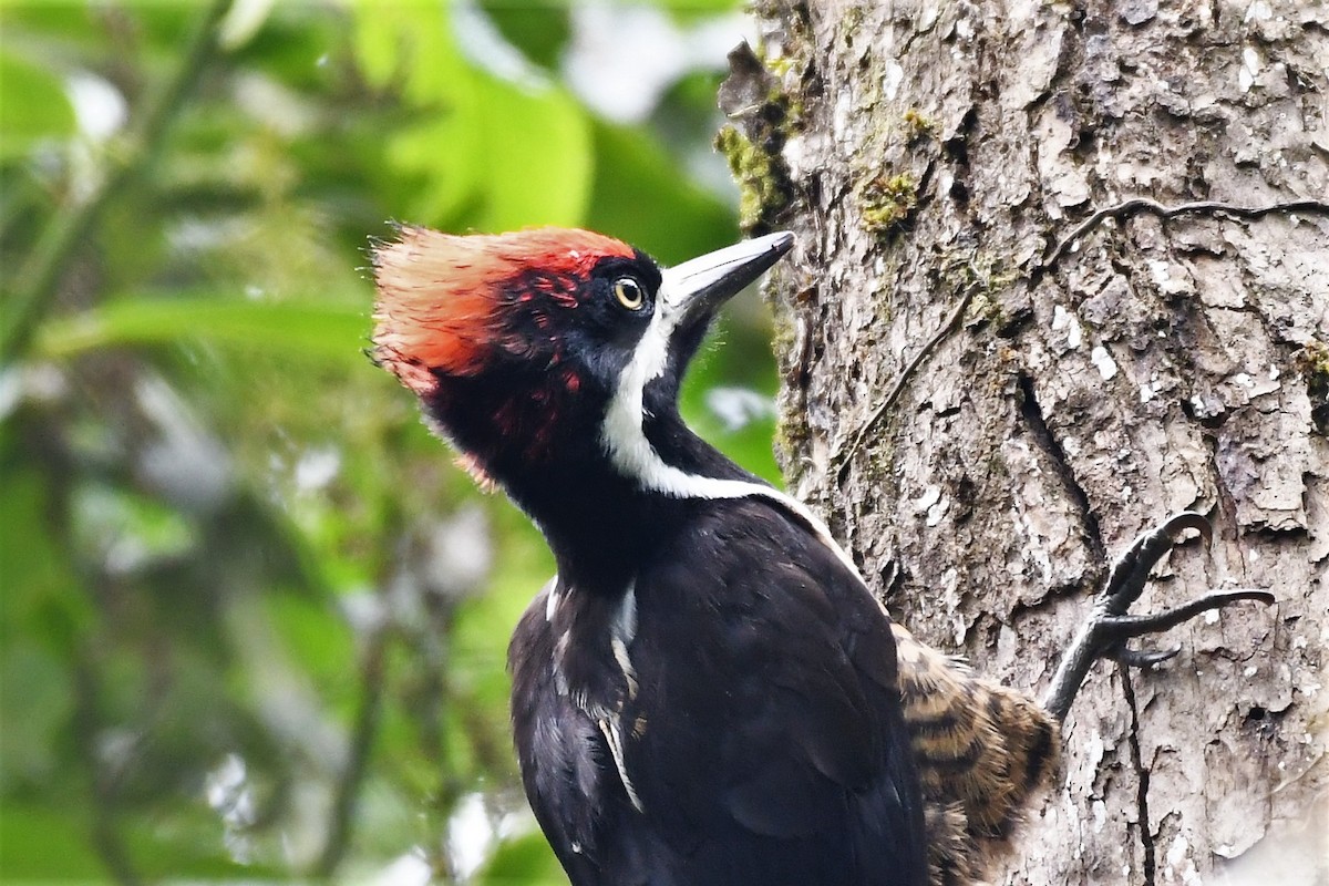 Powerful Woodpecker - ML146716581