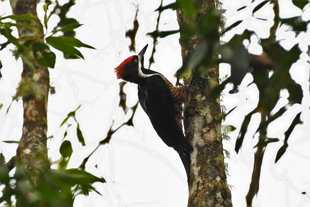 Powerful Woodpecker - ML146716621