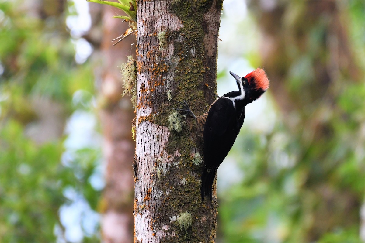 Powerful Woodpecker - ML146716641