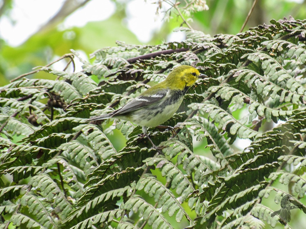 Black-throated Green Warbler - ML146716761