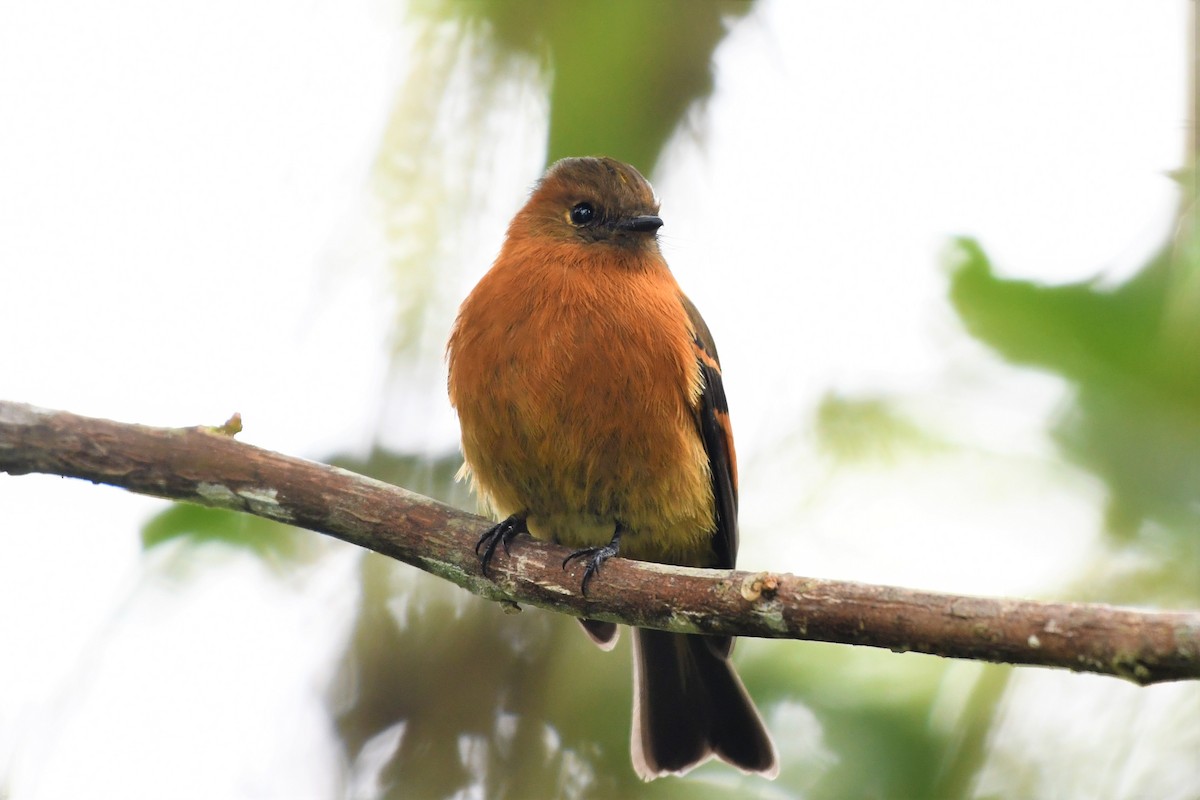 Cinnamon Flycatcher - ML146717151