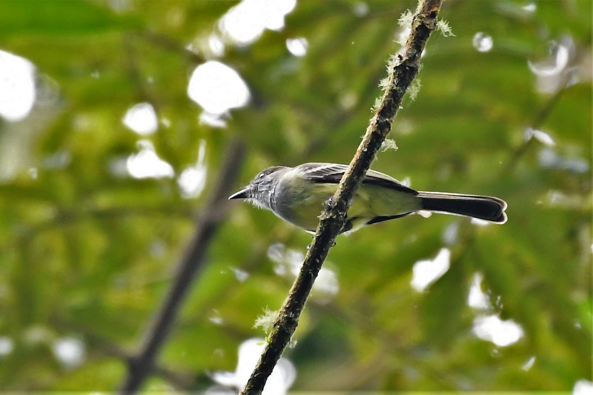 Pale-edged Flycatcher - ML146717341