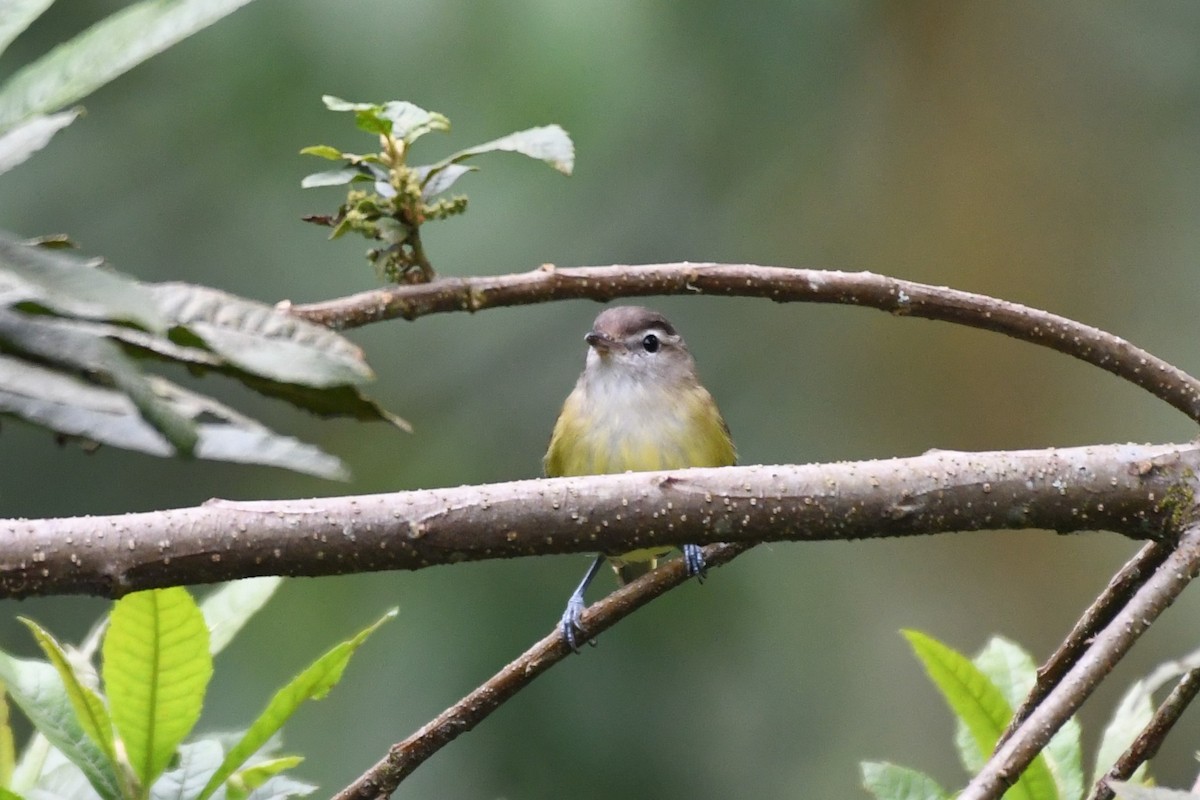 Brown-capped Vireo - ML146717681