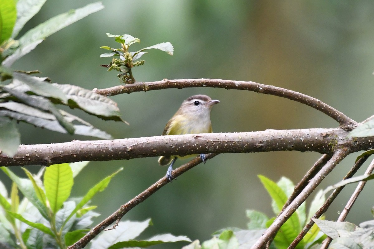 Brown-capped Vireo - Liz Harper