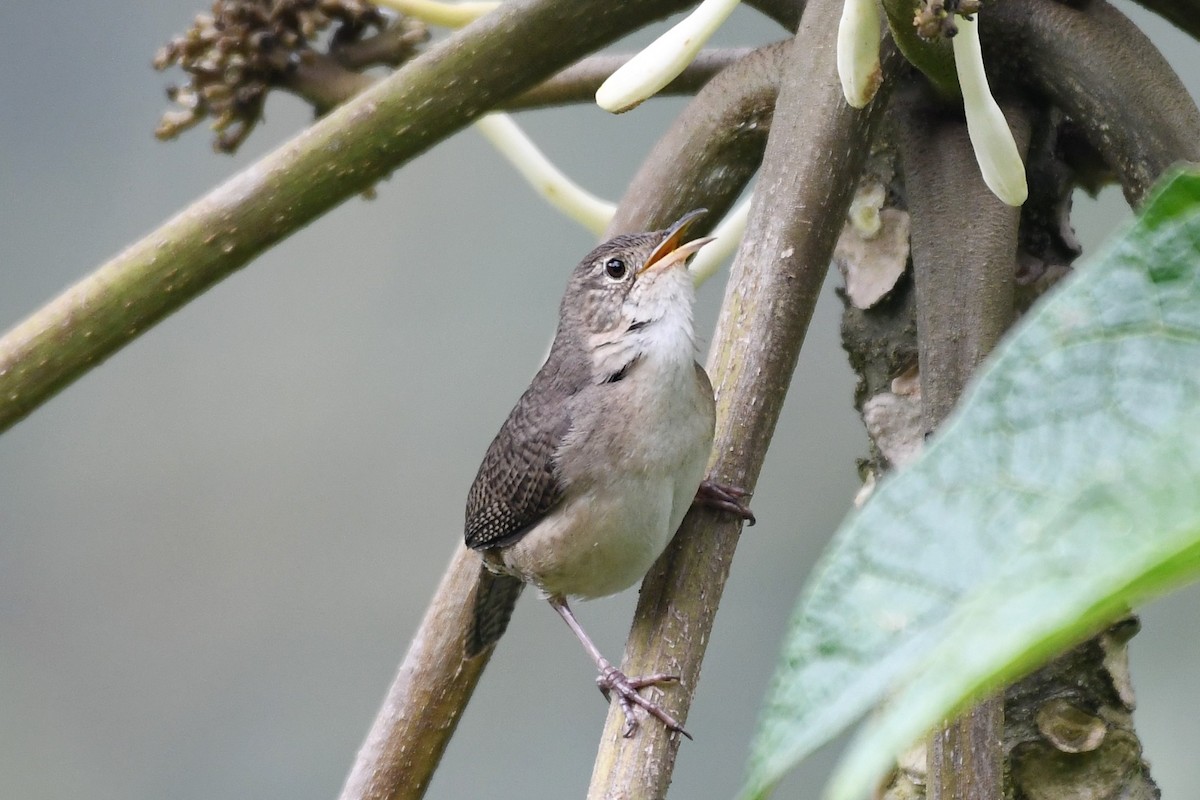 House Wren - ML146717931