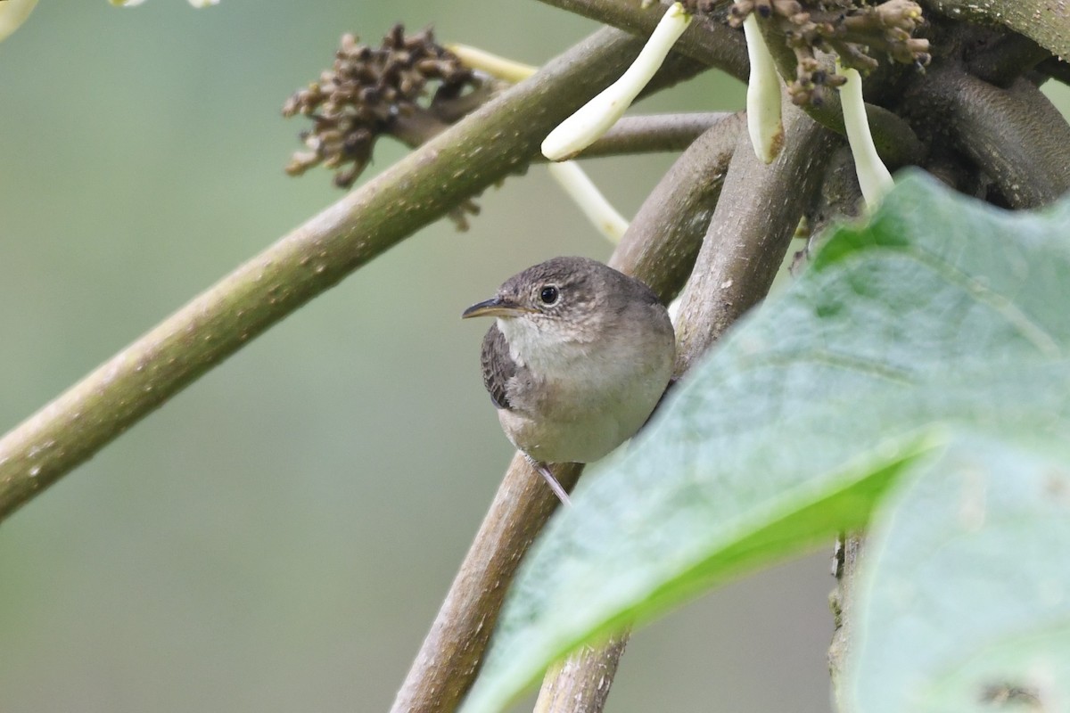 House Wren - ML146717941