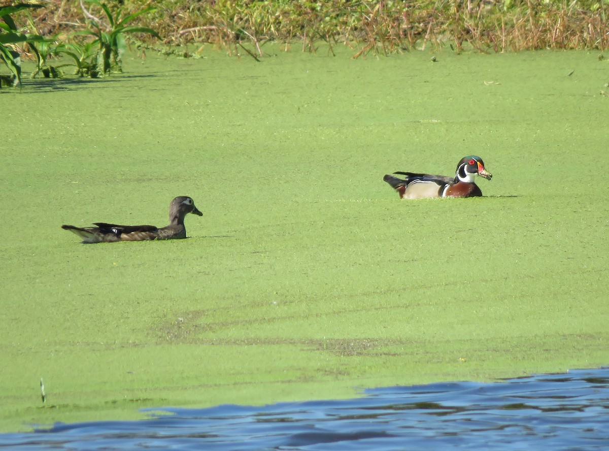 Wood Duck - Susan Young