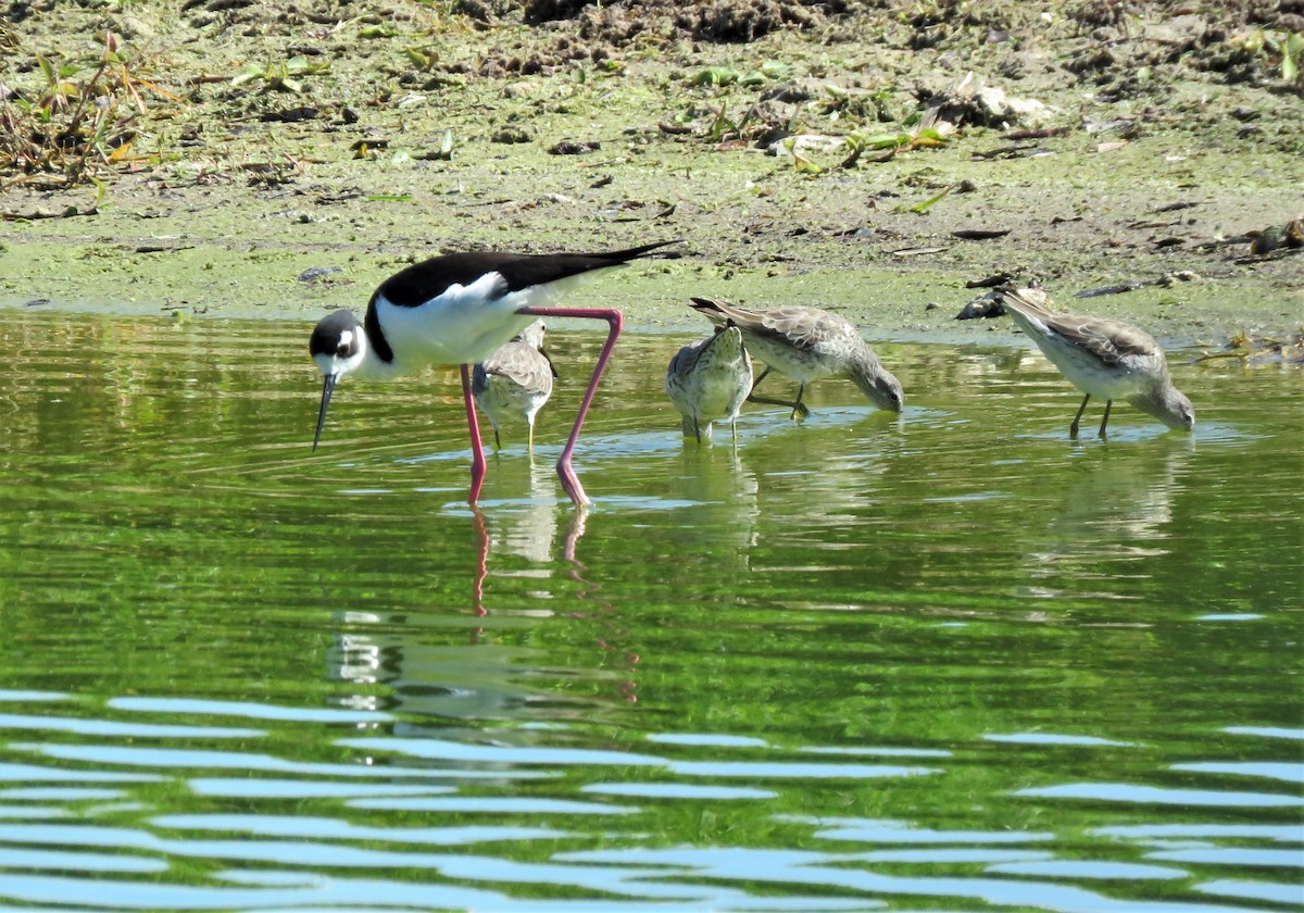 Black-necked Stilt - Susan Young