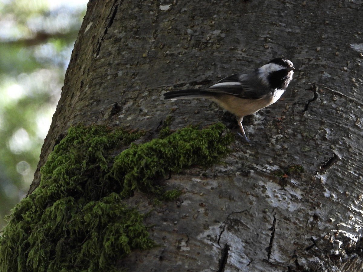 Black-capped Chickadee - ML146718221