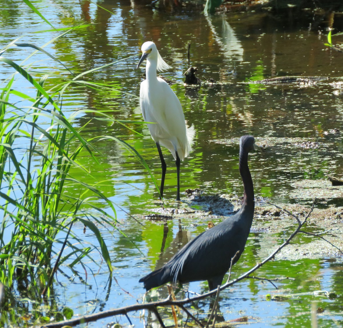 Snowy Egret - ML146718351