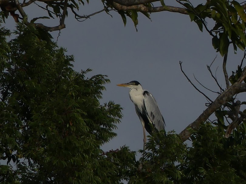 Garza Cuca - ML146718431