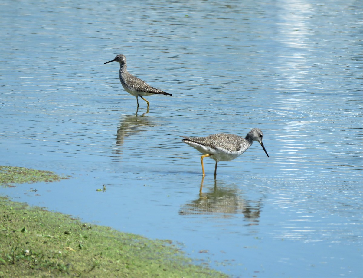 Greater Yellowlegs - ML146718481