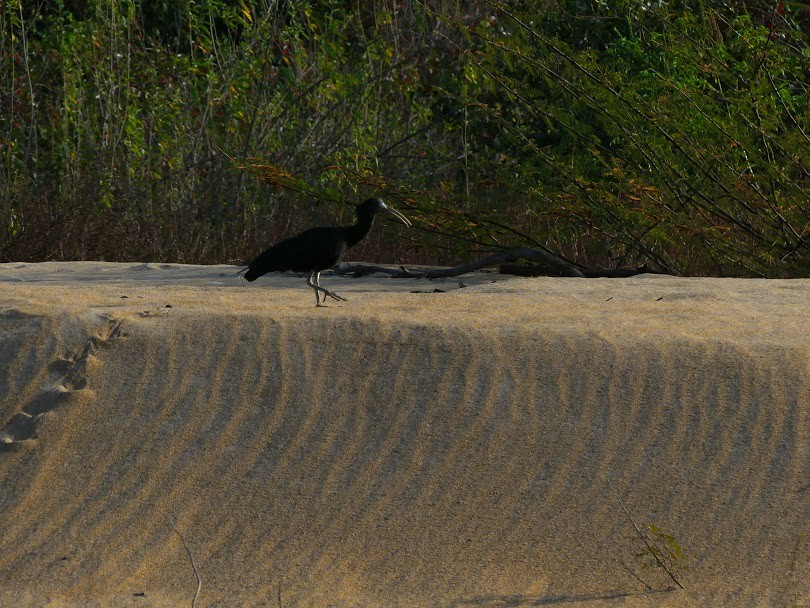 ibis zelený - ML146718491