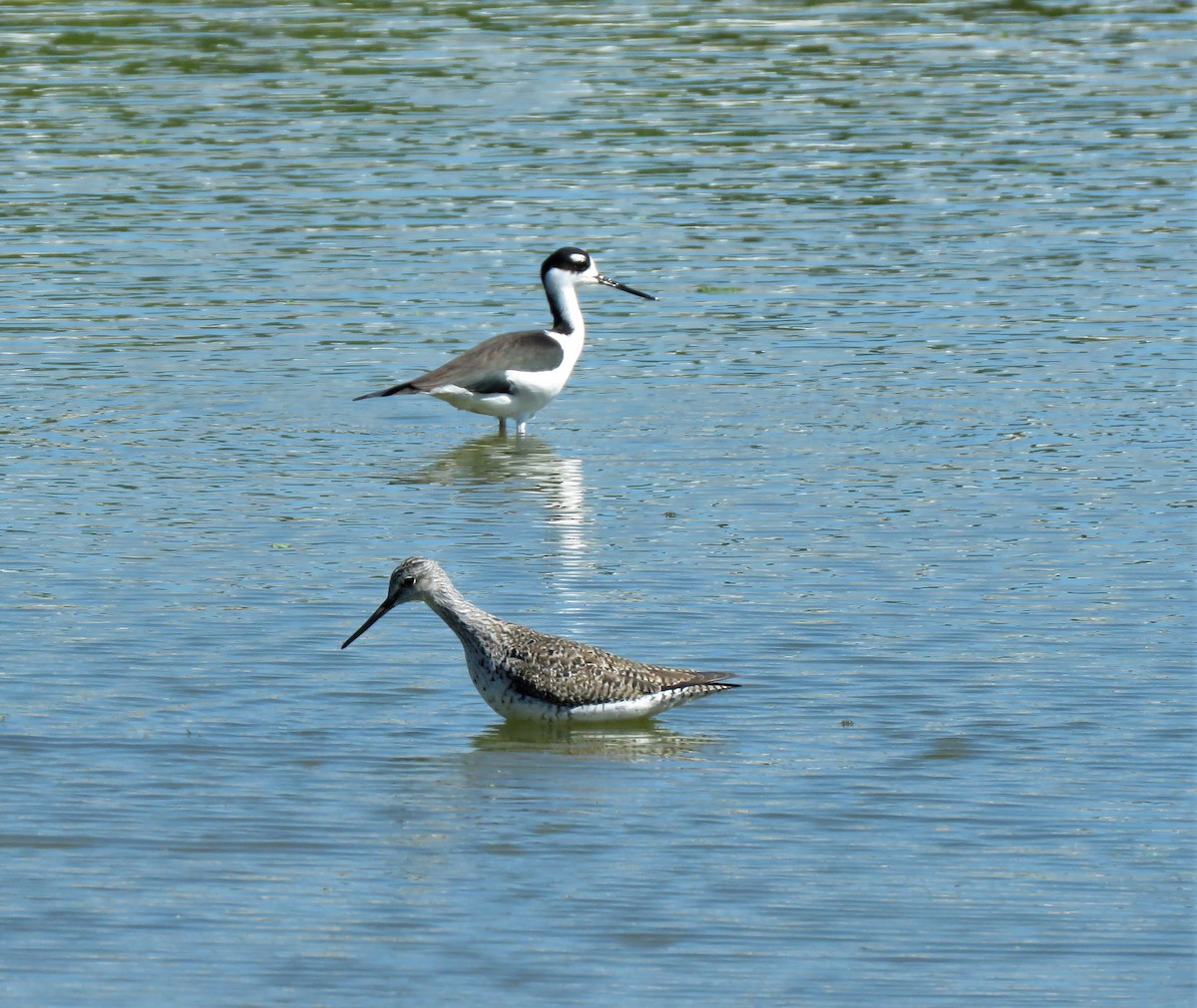 Greater Yellowlegs - ML146718631